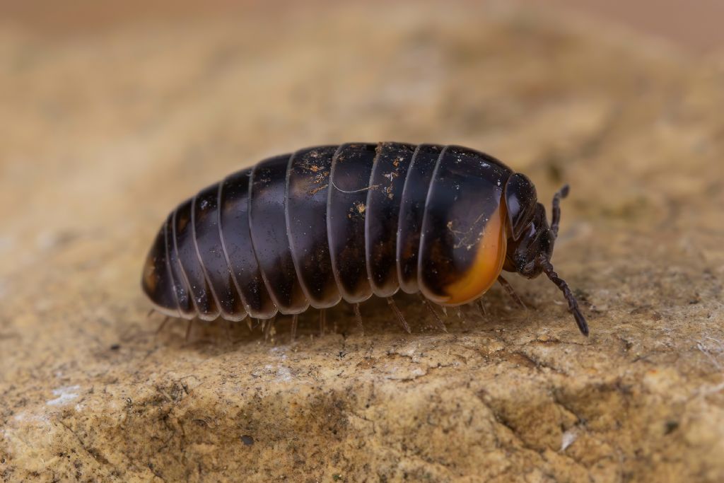 Glomeridae - Glomeris romana